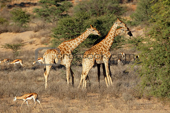 Giraffes and springbok antelopes