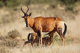 Red hartebeest and suckling calf
