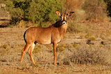 Roan antelope in natural habitat