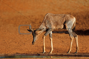 Tsessebe antelope at a waterhole