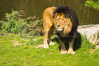Beautiful lion in front of a pond 