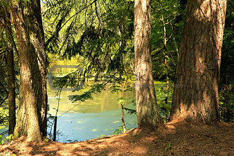 Summer pond in the woods.