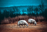 Two sheeps grazing on the field