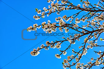 Blooming tree plum on background blue sky