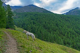 White horse on the mountainside.