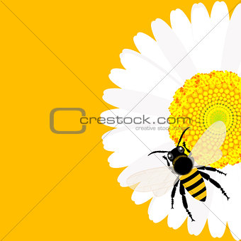 Daisy flower with bee background
