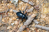 Pinacate beetle (aka Stink Beetle)