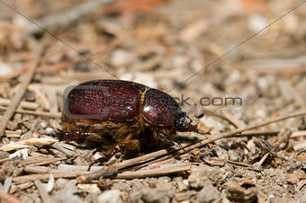 Geotrupidae, earth-boring dung beetle in Southern California