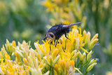 Tachinid fly near Balcony House, Mesa Verde, CO
