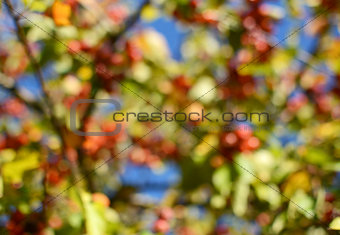 Abstract defocussed tree with red crab apples and green foliage