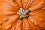 Close-up of large, orange pumpkin with warty, lumpy texture 
