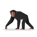 Flat geometric Chimpanzee