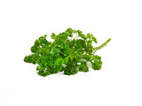 curley leaf parsley