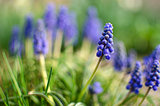 small blue flowers bloom in spring muskari 