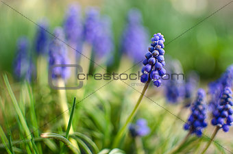 small blue flowers bloom in spring muskari 