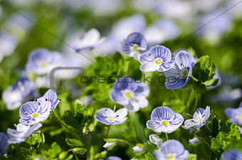 Veronica Small delicate flowers blooming outdoors 