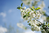 Spring plum branch blooming white flowers outdoors on a backgrou