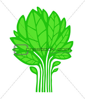 Green Plant / Tree