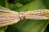 Close-up of wedding rings in the ears of wheat