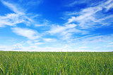 Green wheat field and blue sky.