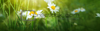 Macro shot of chamomile and butterflies.