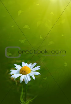 Macro shot of chamomile and butterflies.