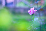 Beautiful purple rose lost in the summer garden