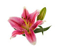 Pink  lily flower