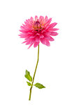 Single pink dahlia flower