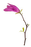 Single pink magnolia flower.