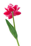 Single pink tulip flower.