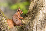 Red Squirrel in Tree