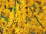 Yellow Forsythia Flowers 