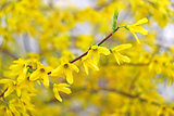 Forsythia Yellow Flowers