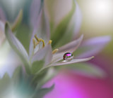 Abstract macro photo with water drops.Artistic Background for desktop. Flowers made with pastel tones.Tranquil abstract closeup art photography.