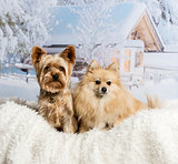 Pomeranian and Yorkshire Terrier sitting together in winter scen