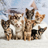Chihuahuas sitting together in winter scene, portrait