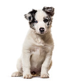Border collie puppy, 3 months old, sitting against white backgro