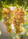 Bunches of grapes growing on vines