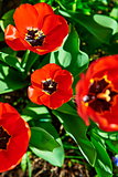 Spring red flower tulips bunch dutch flowers