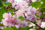 Beautiful japanese sakura blossom