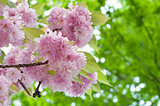 Sakura blossom in spring time