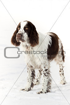 english springer spaniel on a snow in winter