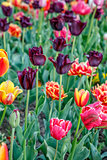Tulip flower. Beautiful tulips flower in tulip field at spring day. Colorful tulips flower in the garden. Beautiful tulips flower for postcard and agriculture concept design. broken tulip flower