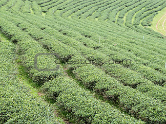 Organic tea rows on the hill.