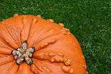 Close-up of deep orange pumpkin with warty texture 