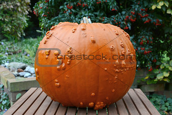 Big Thanksgiving pumpkin in an autumn garden