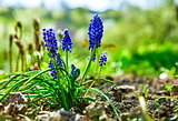 Gardening and floriculture spring flower muscari bouquet