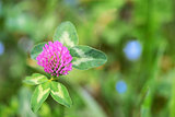 Red Clover - Trifolium Pratense