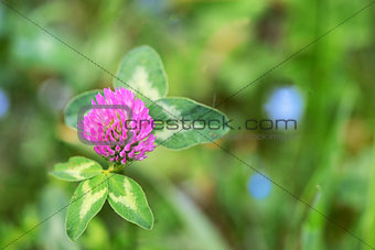 Red Clover - Trifolium Pratense